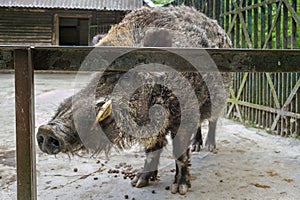 The wild boar Sus scrofa