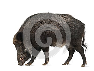 Wild boar, Sus scrofa, 15 years old