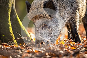 Wild Boar Or Sus Scrofa