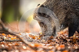 Wild Boar Or Sus Scrofa,