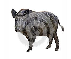 The wild boar Sus scrofa