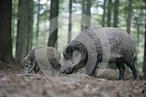 Wild boar, Sus scrofa