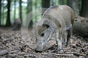 Wild boar, Sus scrofa