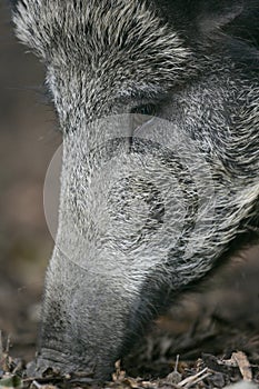 Wild boar, Sus scrofa