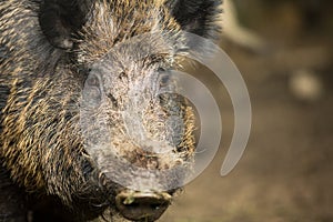 Wild boar (Sus scrofa)