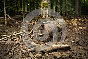 Wild boar (Sus scrofa)