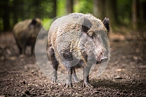 Wild boar (Sus scrofa)