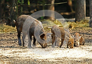 Wild Boar ( Sus scrofa )