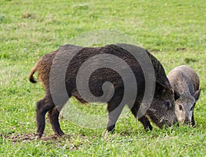 Wild Boar ( Sus scrofa ) photo