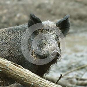 Wild Boar ( Sus scrofa ) photo