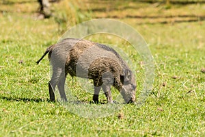 Wild boar (Sus scrofa)