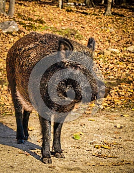 Wild Boar - Sus scrofa