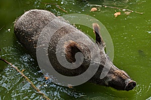 Wild boar Sus scrofa