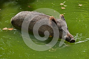 Wild boar Sus scrofa