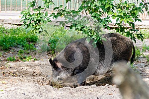 Wild boar Sus scrofa, also known as wild swine, Eurasian wild pig