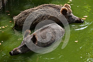 Wild boar Sus scrofa photo