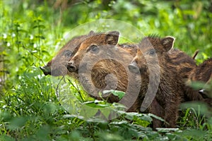 The wild boar Sus scrofa, also known as the wild swine