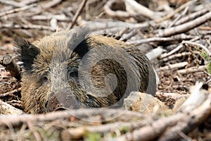The wild boar Sus scrofa, also known as the wild swine[3] or Eurasian wild pig in the forest