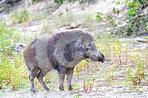 The wild boar (Sus scrofa), also known as the wild swine, common wild pig, Eurasian wild pig