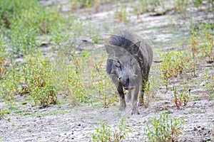 The wild boar (Sus scrofa), also known as the wild swine, common wild pig, Eurasian wild pig