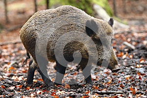 The wild boar Sus scrofa, also known as the wild swine, common wild pig or simply wild pig in the high forest