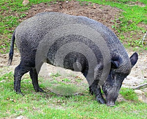 Wild boar Sus scrofa, also known as the `wild swine`,common wild pig` or simply `wild pig`is a suid native to much of Eurasia