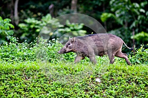 The wild boar Sus scrofa, also known as the wild swine, Eurasian wild pig or simply wild pig