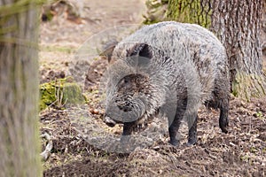 The wild boar Sus scrofa, also known as the wild swine, Eurasian wild pig, or simply wild pig