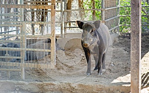 Wild boar Sus scrofa. Also known as the wild swine or Eurasian wild pig