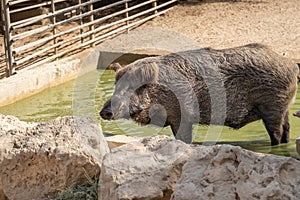 Wild boar Sus scrofa. This animal also known as the wild swine