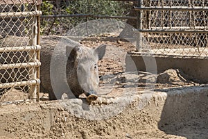 Wild boar Sus scrofa at Beer-Sheva Zoo