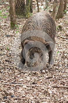 Wild boar