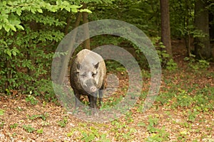 Wild boar Sus scrofa The big male