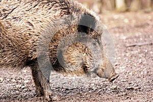 Wild boar (Sus scrofa) close-up