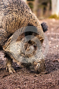 Wild boar (Sus scrofa) close-up