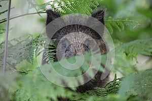 Wild Boar Sus scrofa deep in the forest undergrowth. photo