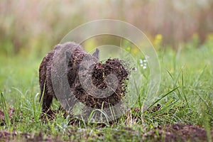 Wild boar, sus scrofa, digging on a meadow throwing mud around with its nose.