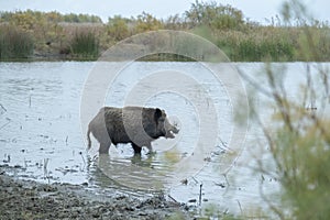 Wild boar Sus scrofa eats roots in a freshwater pond