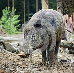 Wild boar, sus scrofa , In the evening, wild boars come out of the forest to look for food