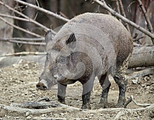 Wild boar, sus scrofa , In the evening, wild boars come out of the forest to look for food