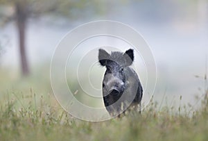 Wild boar in fog