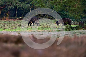 Wild boar sus scrofa foraging in forest meadow.