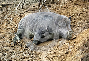 Wild boar, sus scrofa in forest