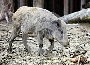 Wild boar, sus scrofa in forest