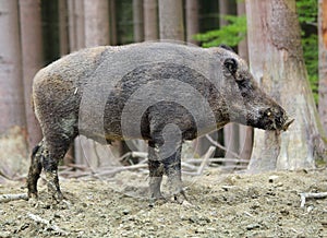 Wild boar, sus scrofa in forest