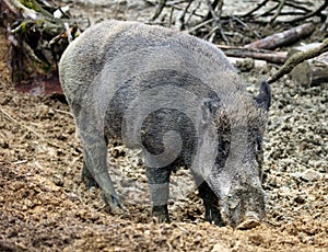 Wild boar, sus scrofa in forest