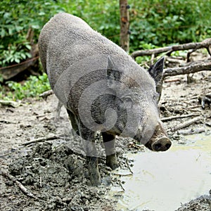 Wild boar, sus scrofa in forest