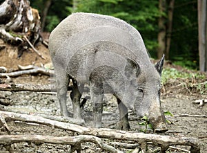 Wild boar, sus scrofa in forest
