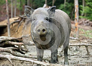 Wild boar, sus scrofa in forest