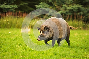 Wild boar Sus scrofa goes from the forest